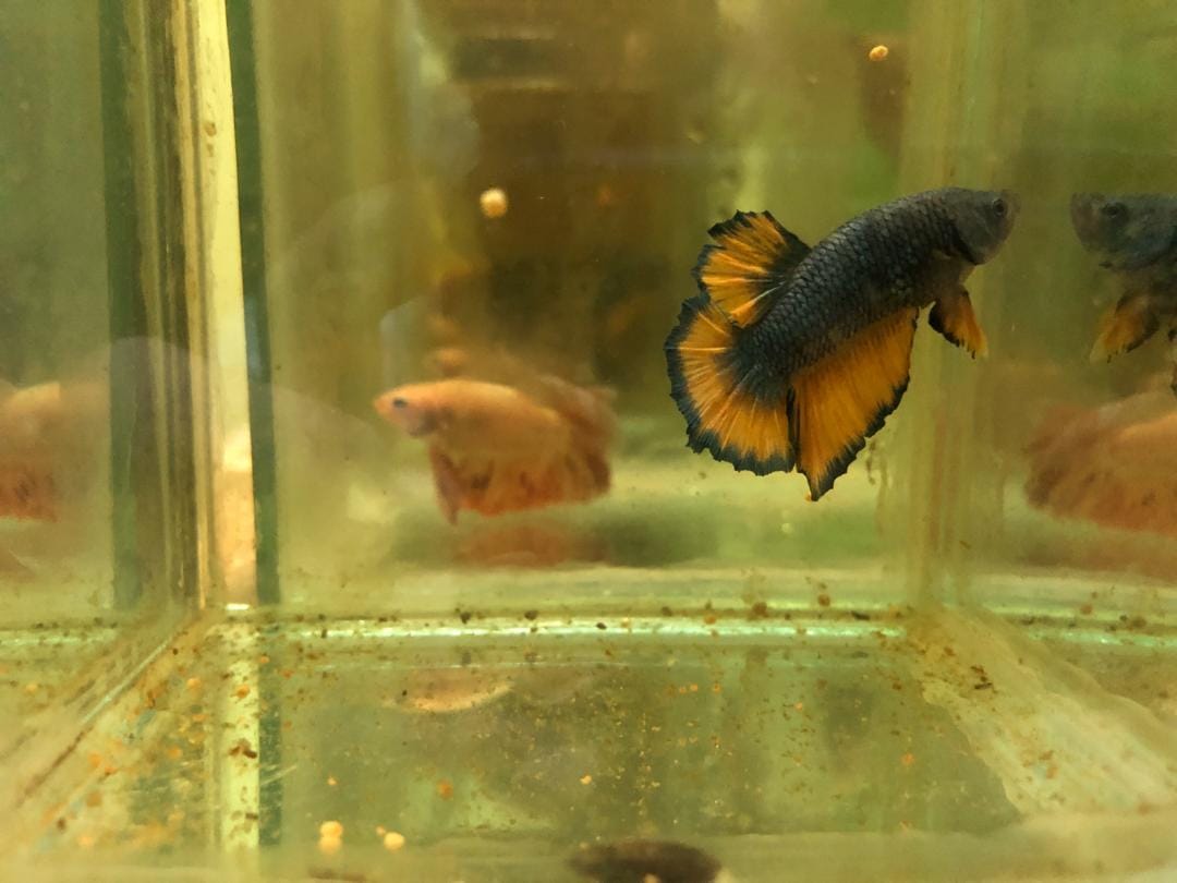 Naien Betta Fish Farm | Daro