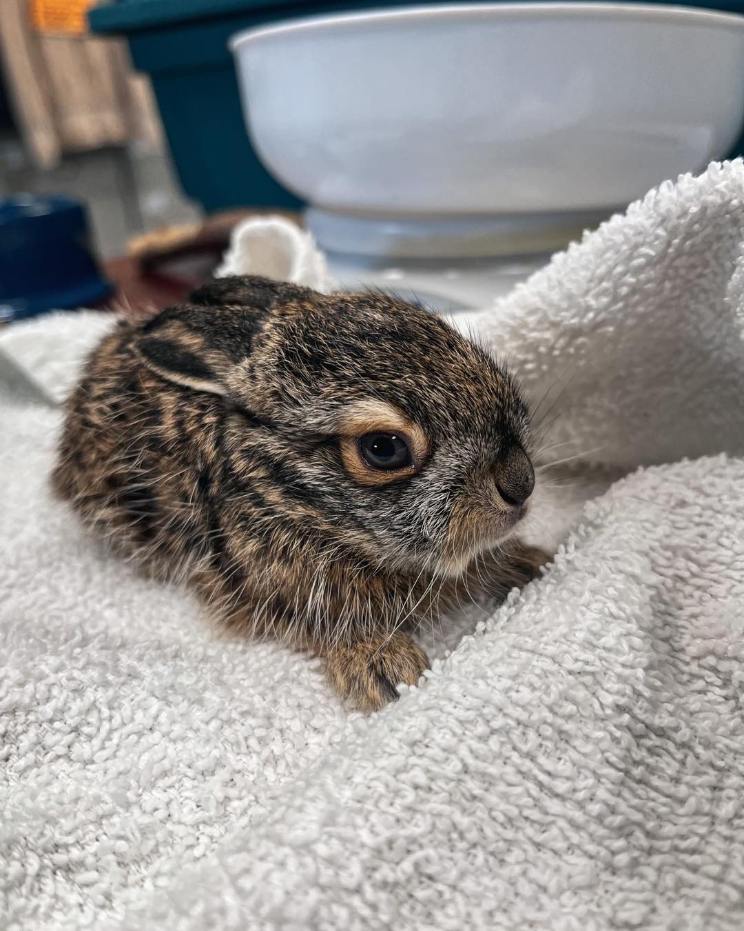 Newborn Jack Rabbit