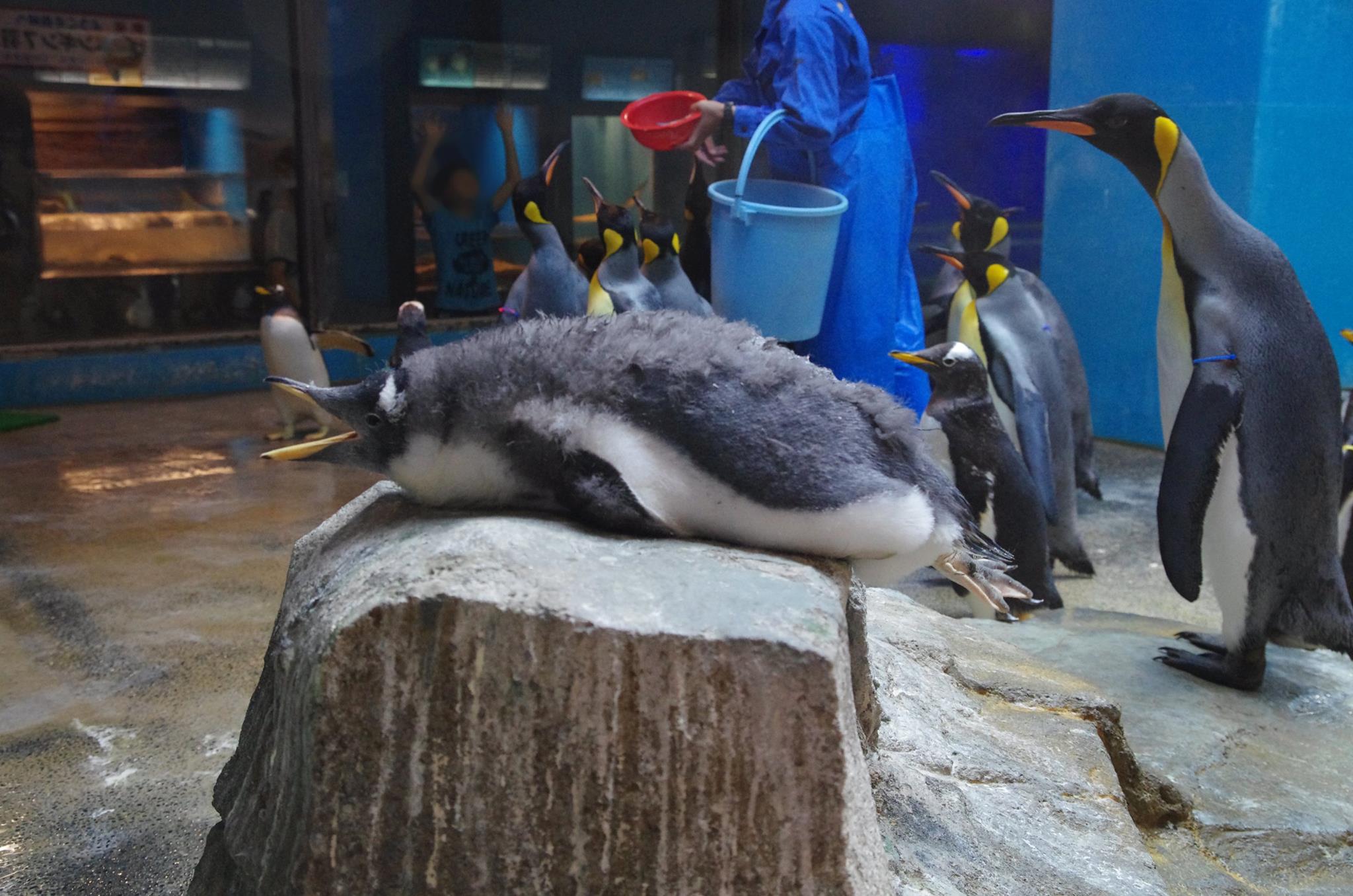 長崎ペンギン水族館 Nagasaki - 台風15号の被害は予想以上に少なく