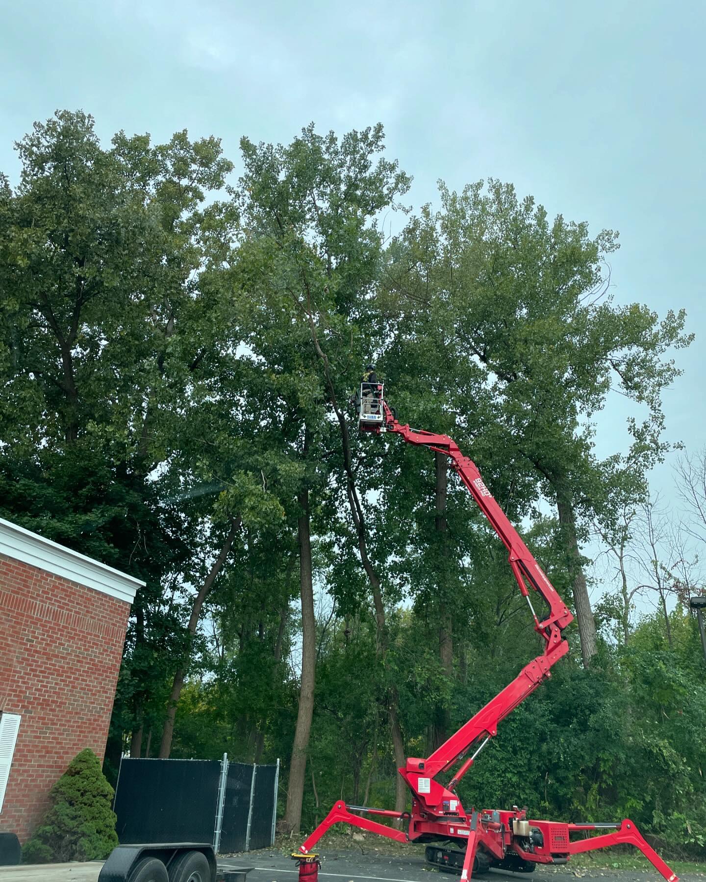 On a Limb Tree Care | Slingerlands NY