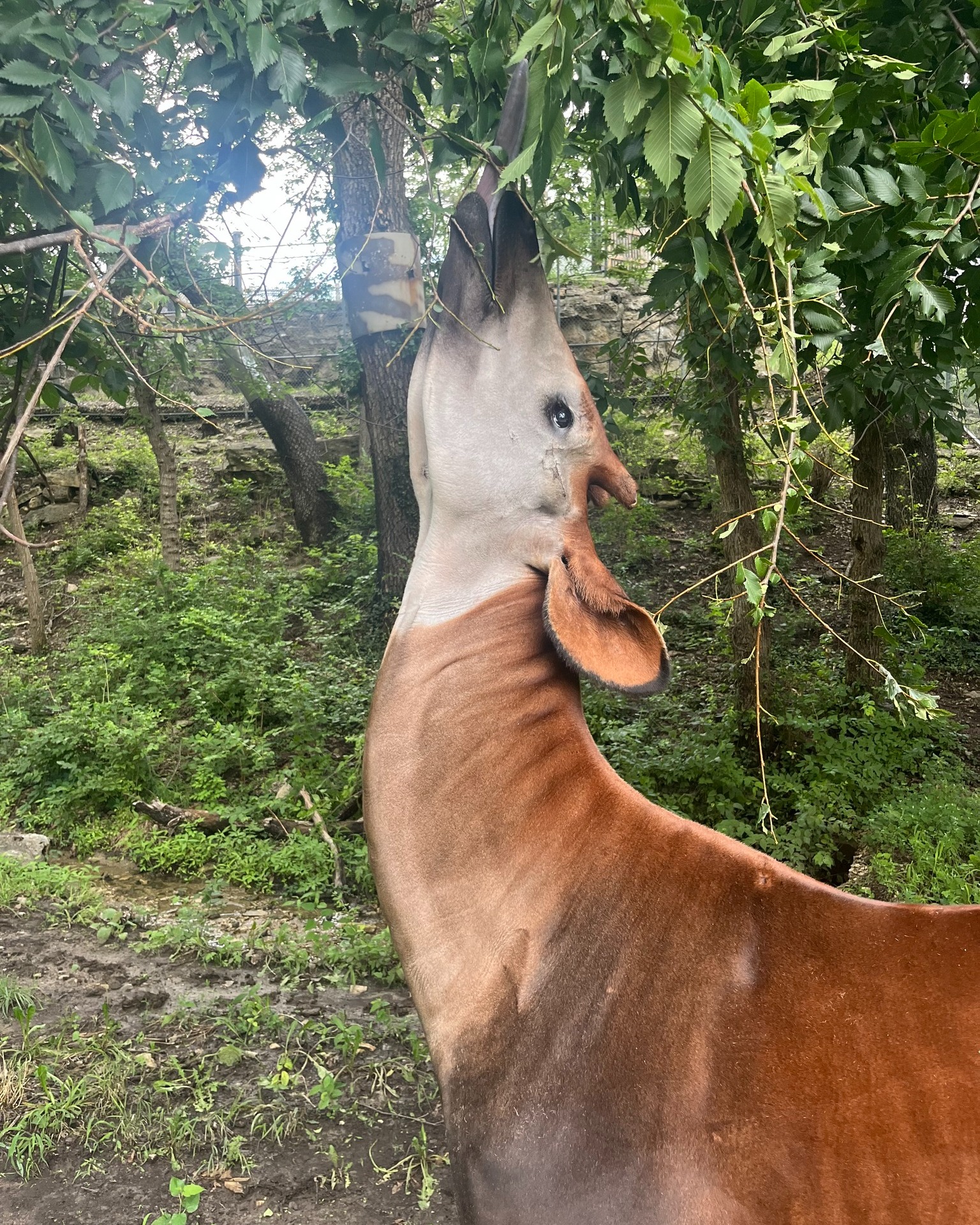 Sunset Zoo - Fun Fact Friday Did you know an okapi’s... | Facebook