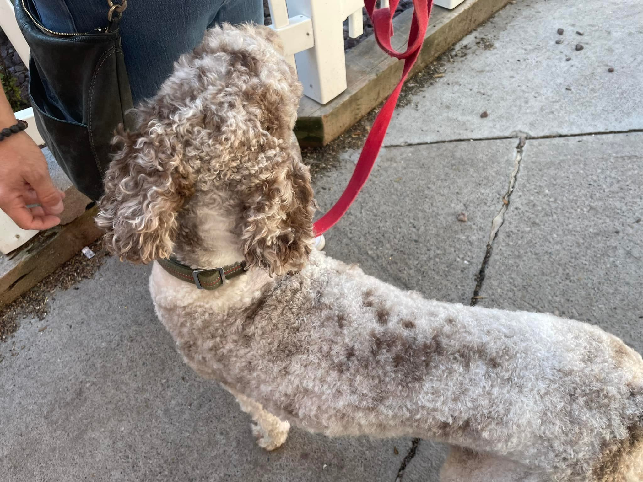 Paulas precious pets grooming | Idaho Falls ID