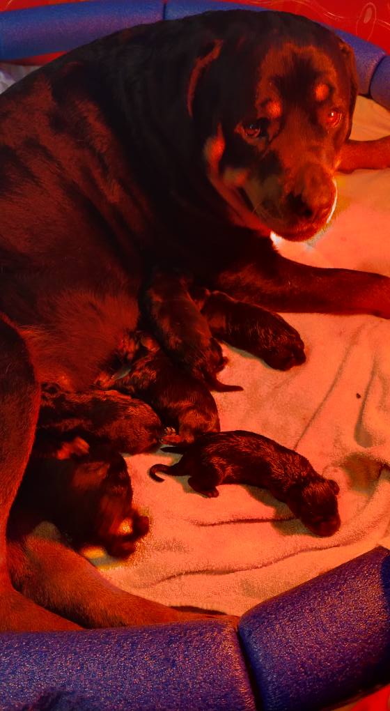 County K Rottweilers