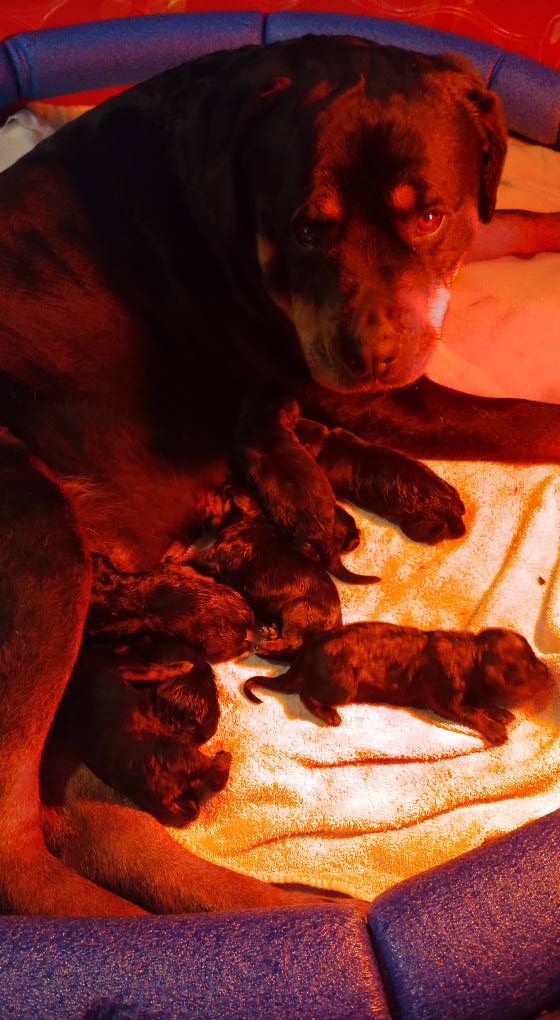 County K Rottweilers
