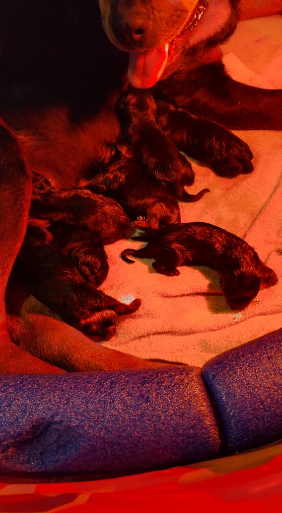 County K Rottweilers