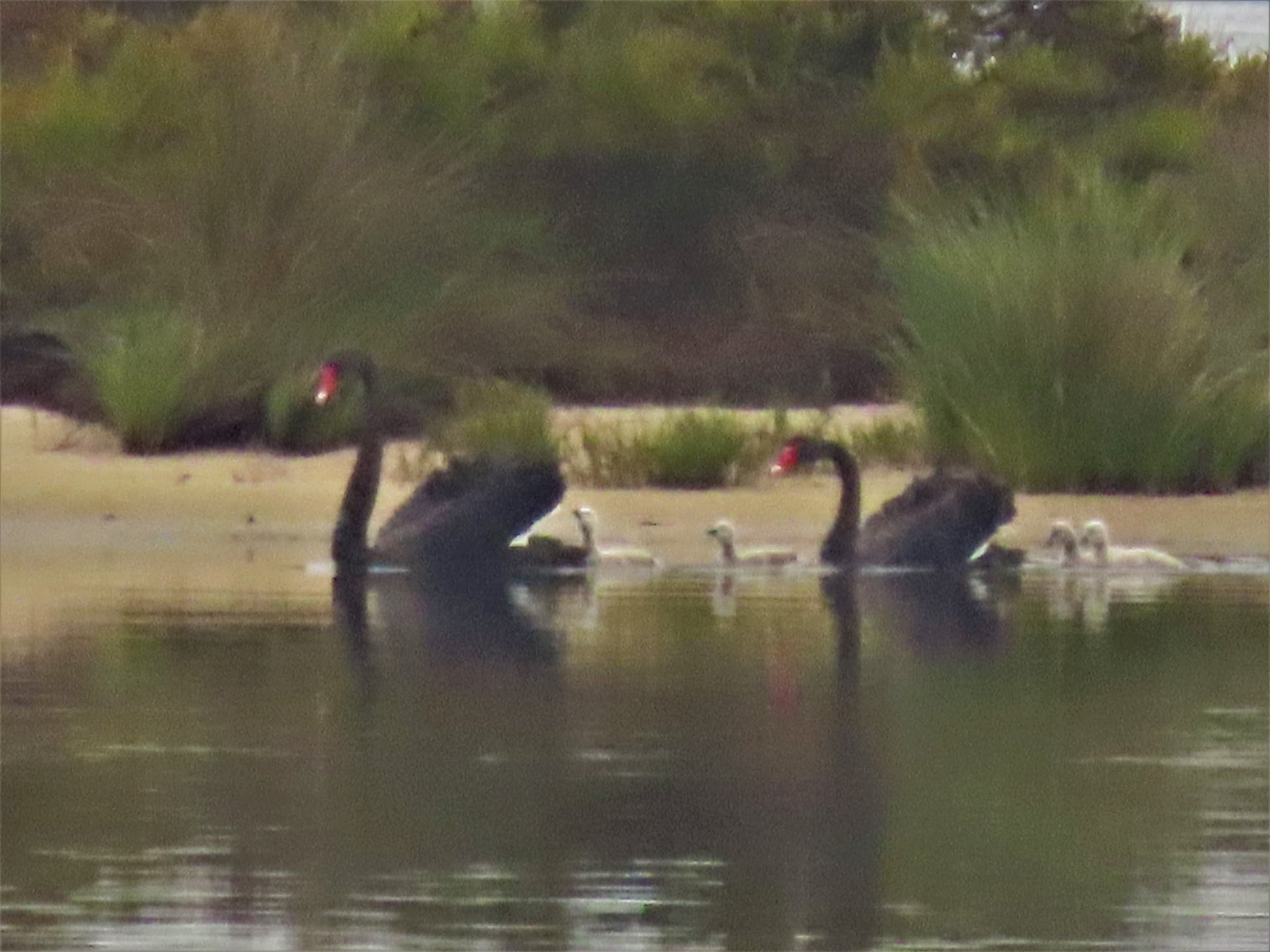 Melville Bird Sanctuary added a... - Melville Bird Sanctuary