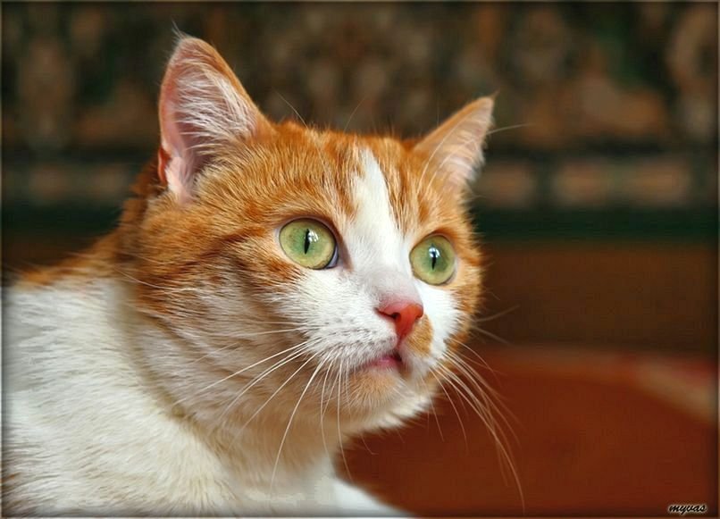 Privilege Cat