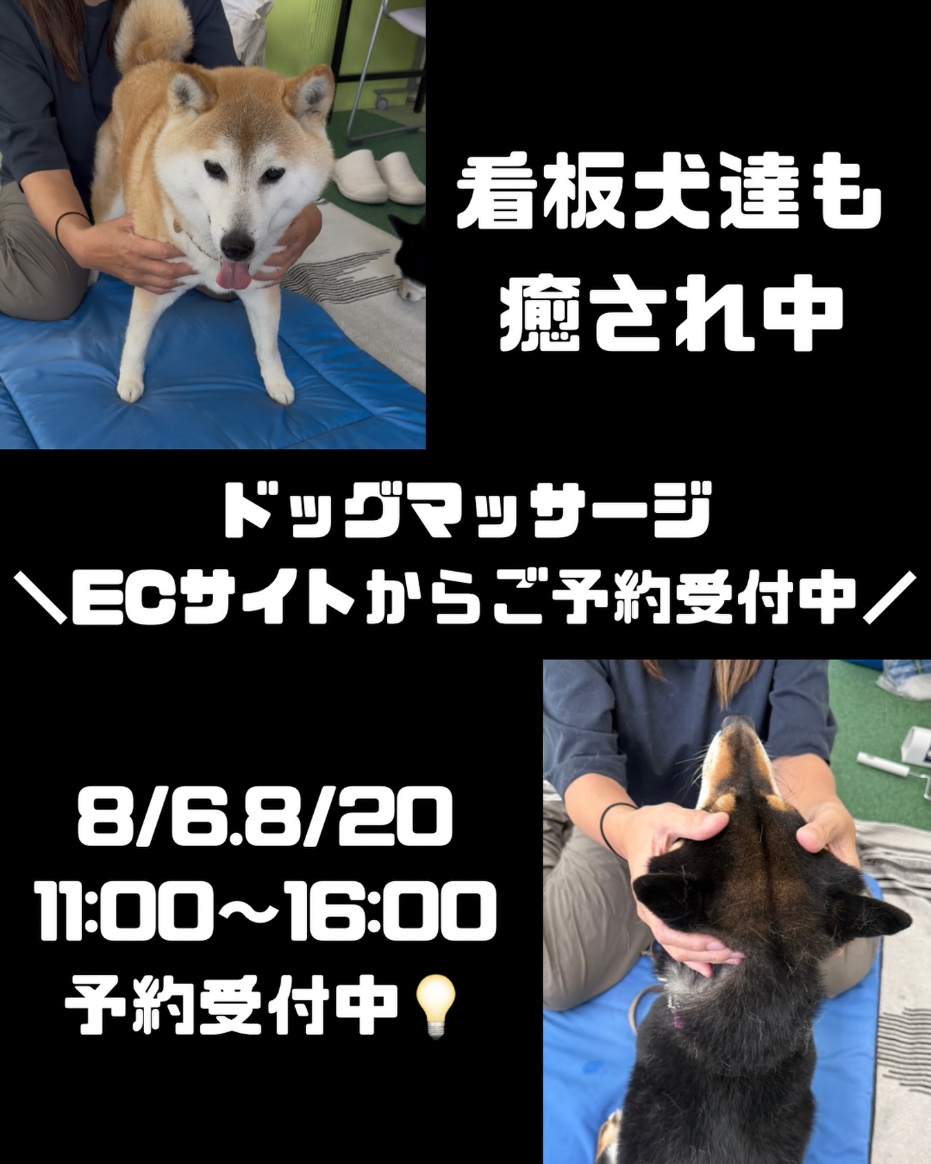 こんにちは！DBYです🐕✨ 本日は、名入れオーダーいただきました 柴犬