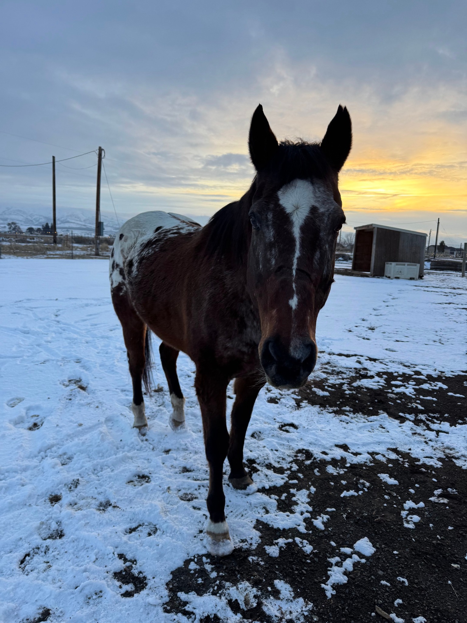 Rodeo City Equine Rescue | Kittitas WA