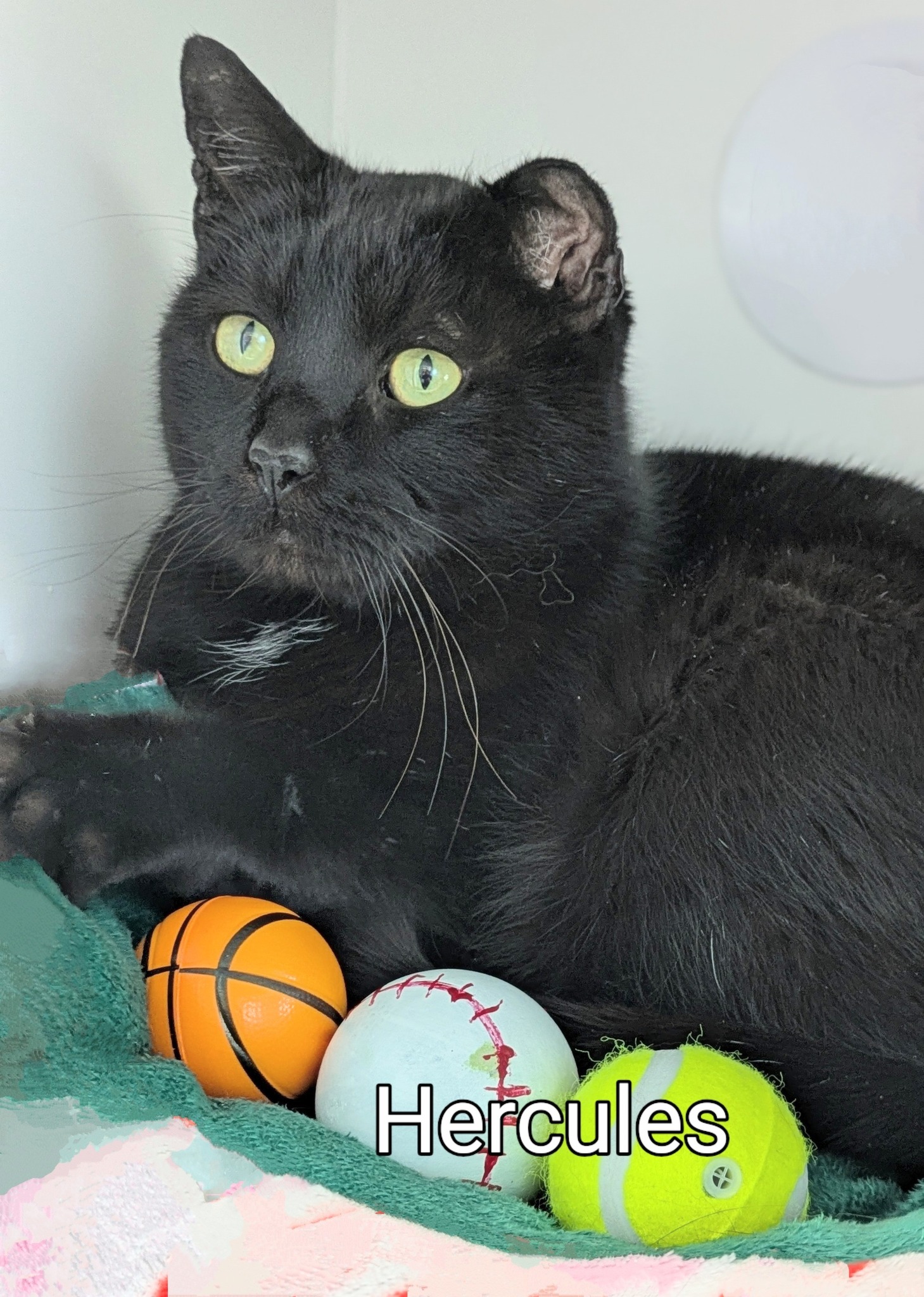 Genesee - Adopted! Hercules, a adult male cat available to pre adopt ...