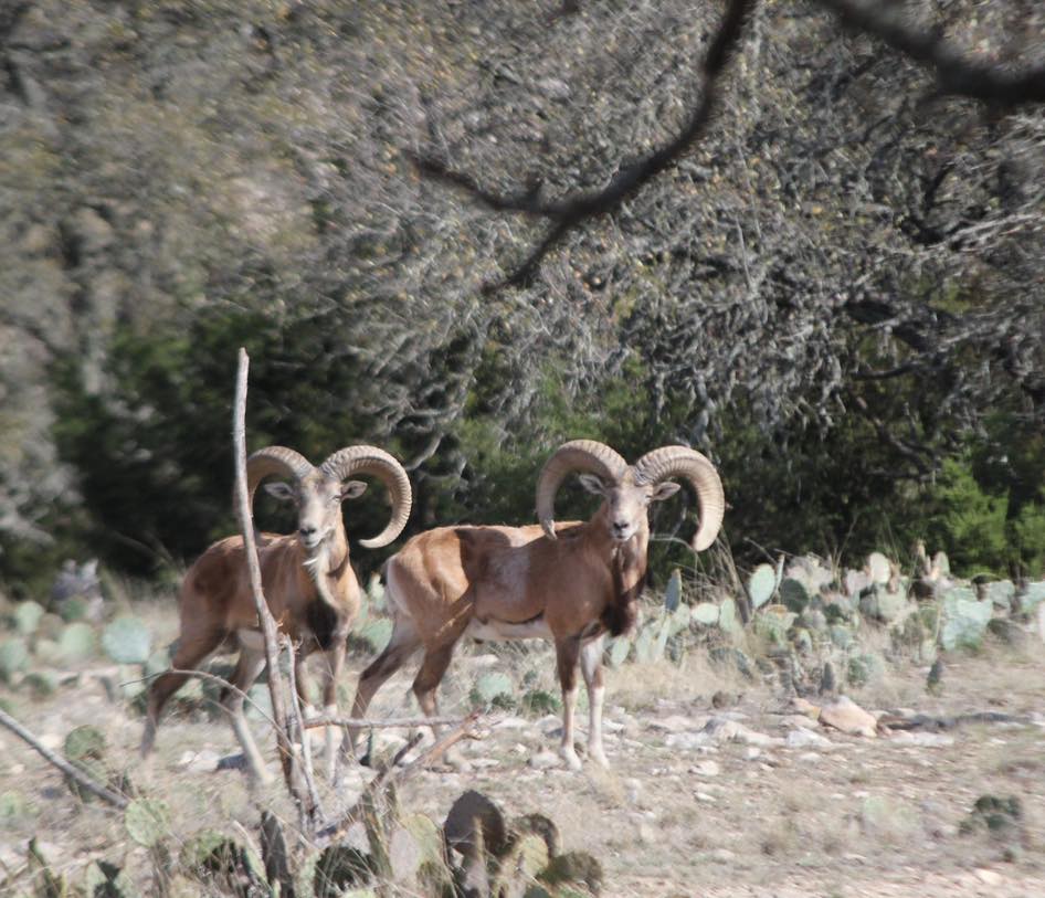 Waymaker Ranch | Harper TX