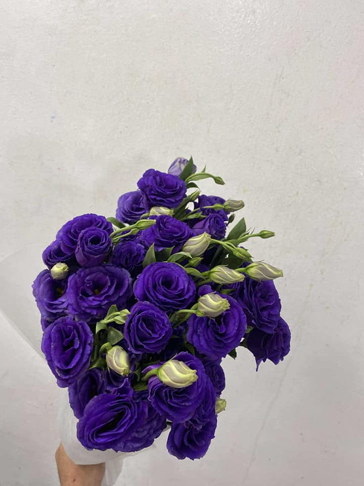 H&N House Of Flowers | Polangui
