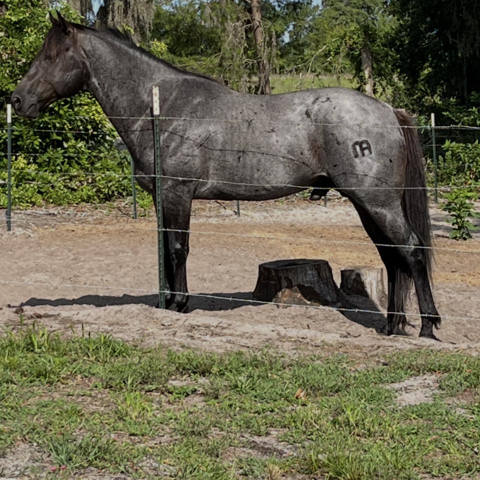 Rope Horses, Rodeo Horses, and Ranch Horses | AQHA Blue Roan weanling ...