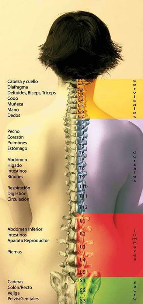 El cuerpo humano es un todo.... Relación anatómica entre los órganos y ...