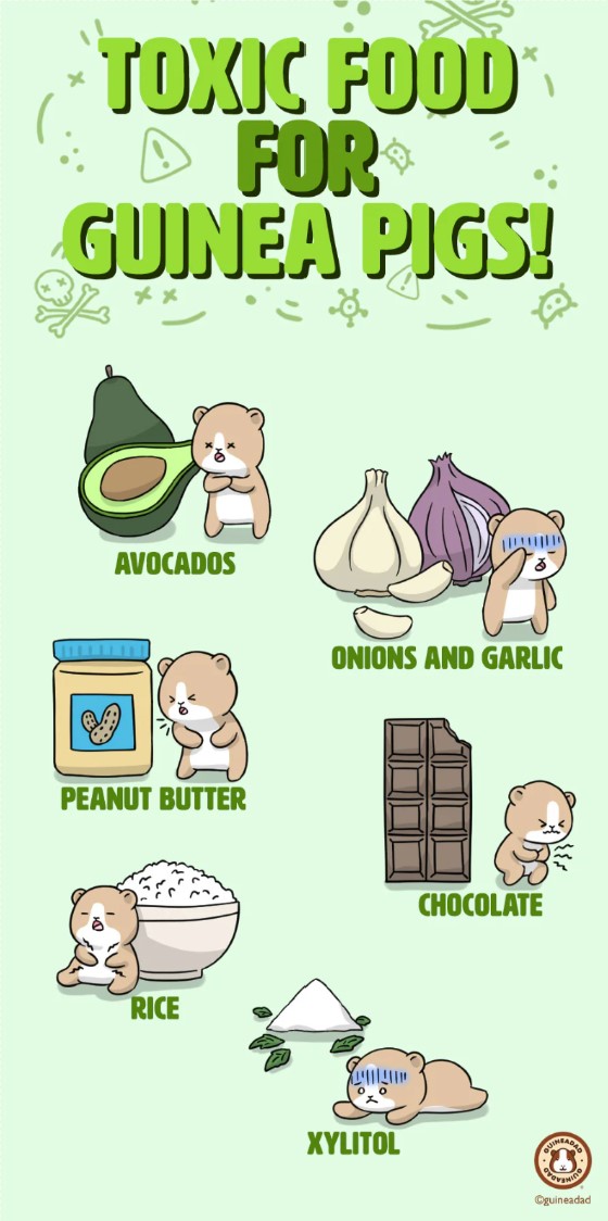 Image result for Humane - Did you know some foods can be TOXIC for your Guinea Pigs ...