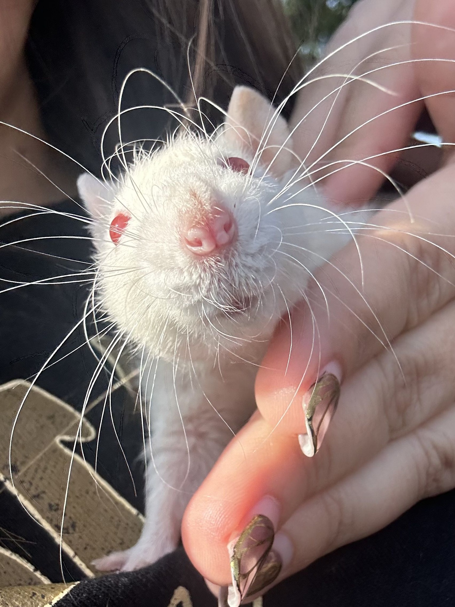 Gwen's Managed Mischief Rat Rescue & Refuge | San Antonio TX