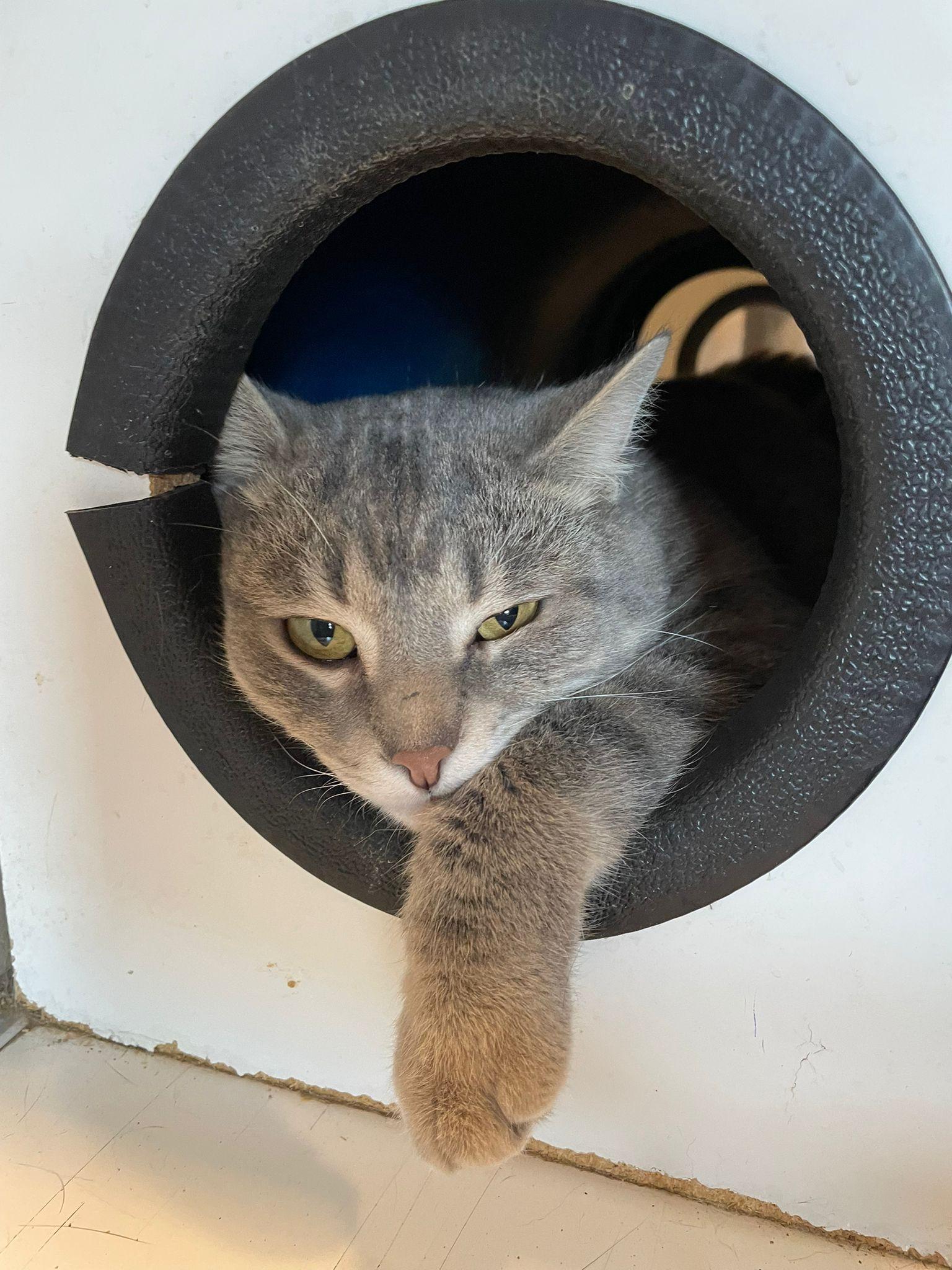 After being a stray, Donner... - Butler County Humane Society | Facebook