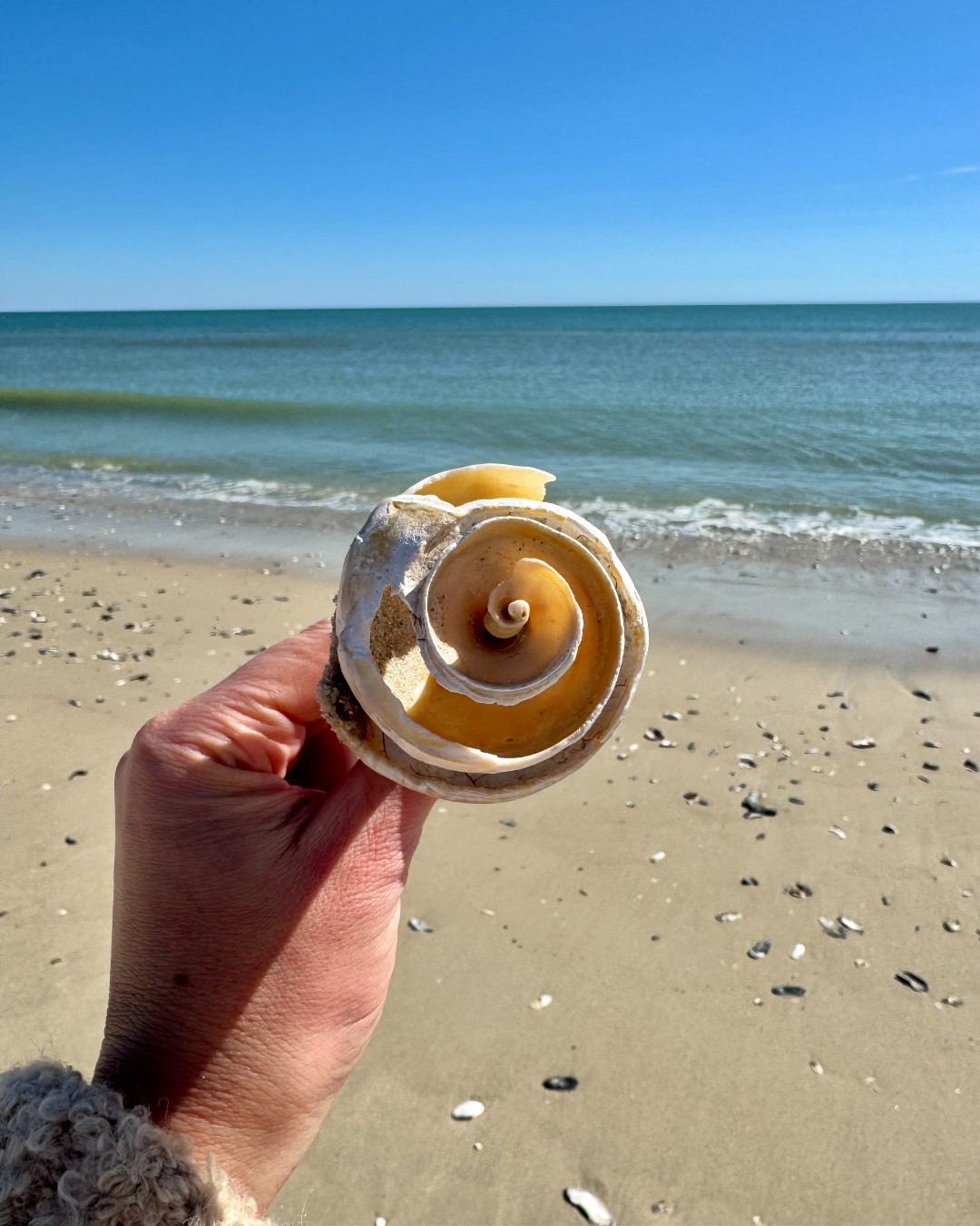 Where to find shells near Ocean City and Assateague Island?