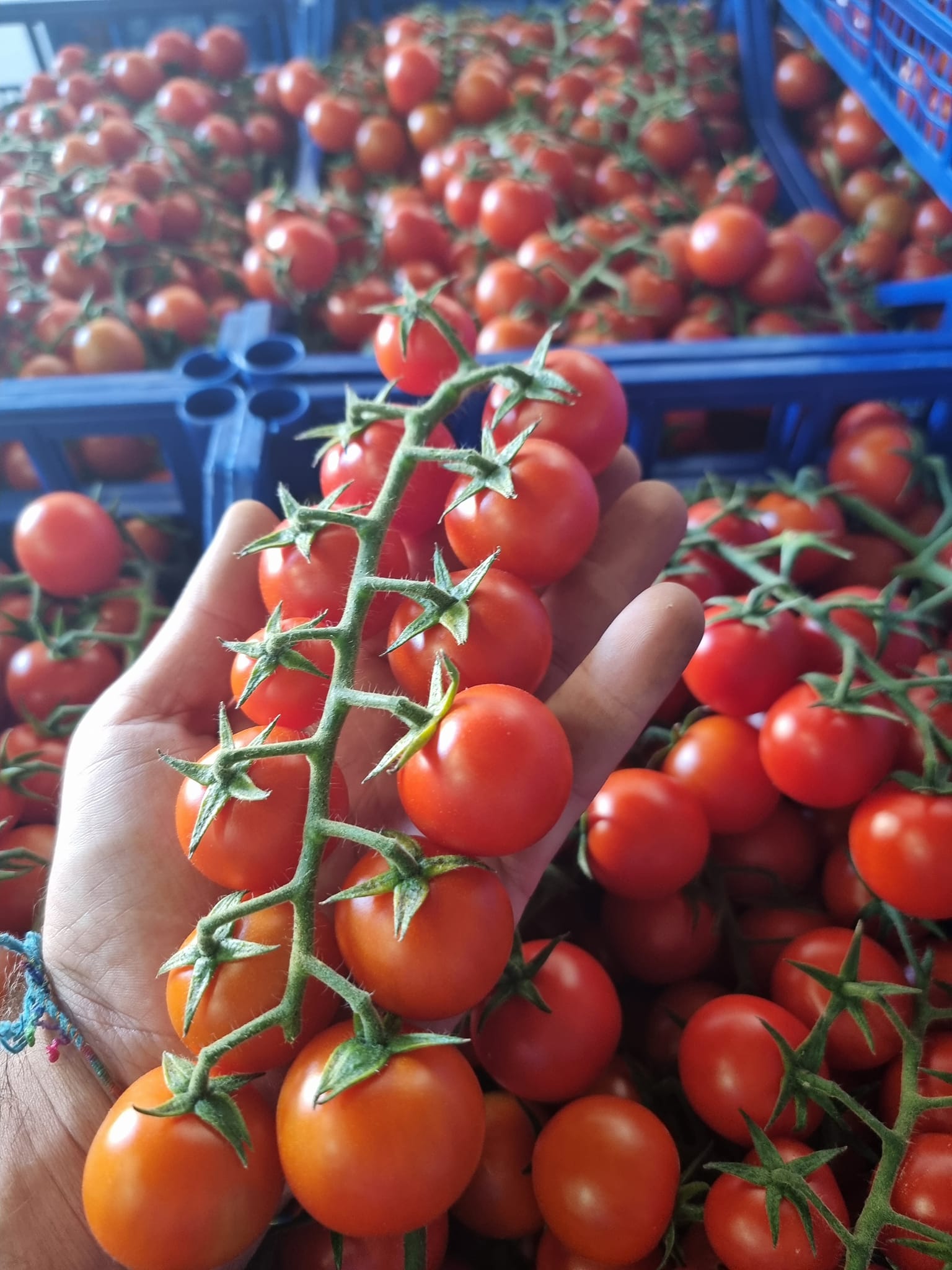 Splendort srl - 🍅 ciliegino