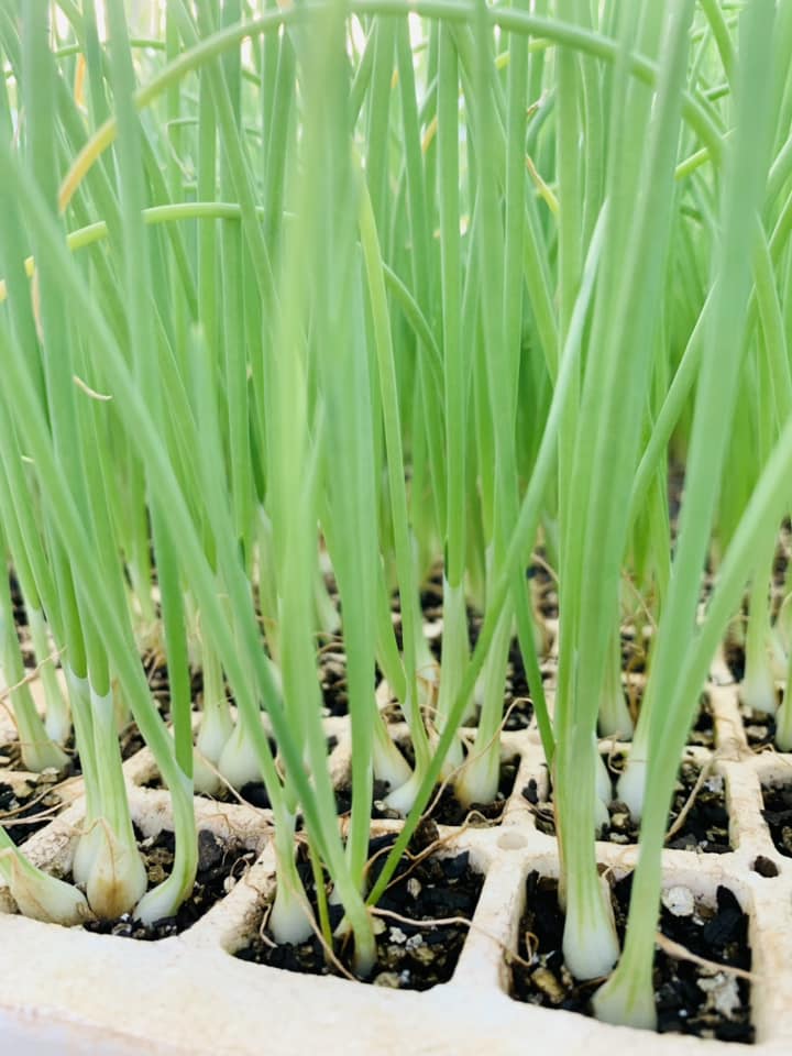 Benlite Seedlings | Harare African Township