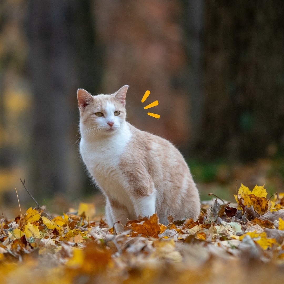 Petsonic France
