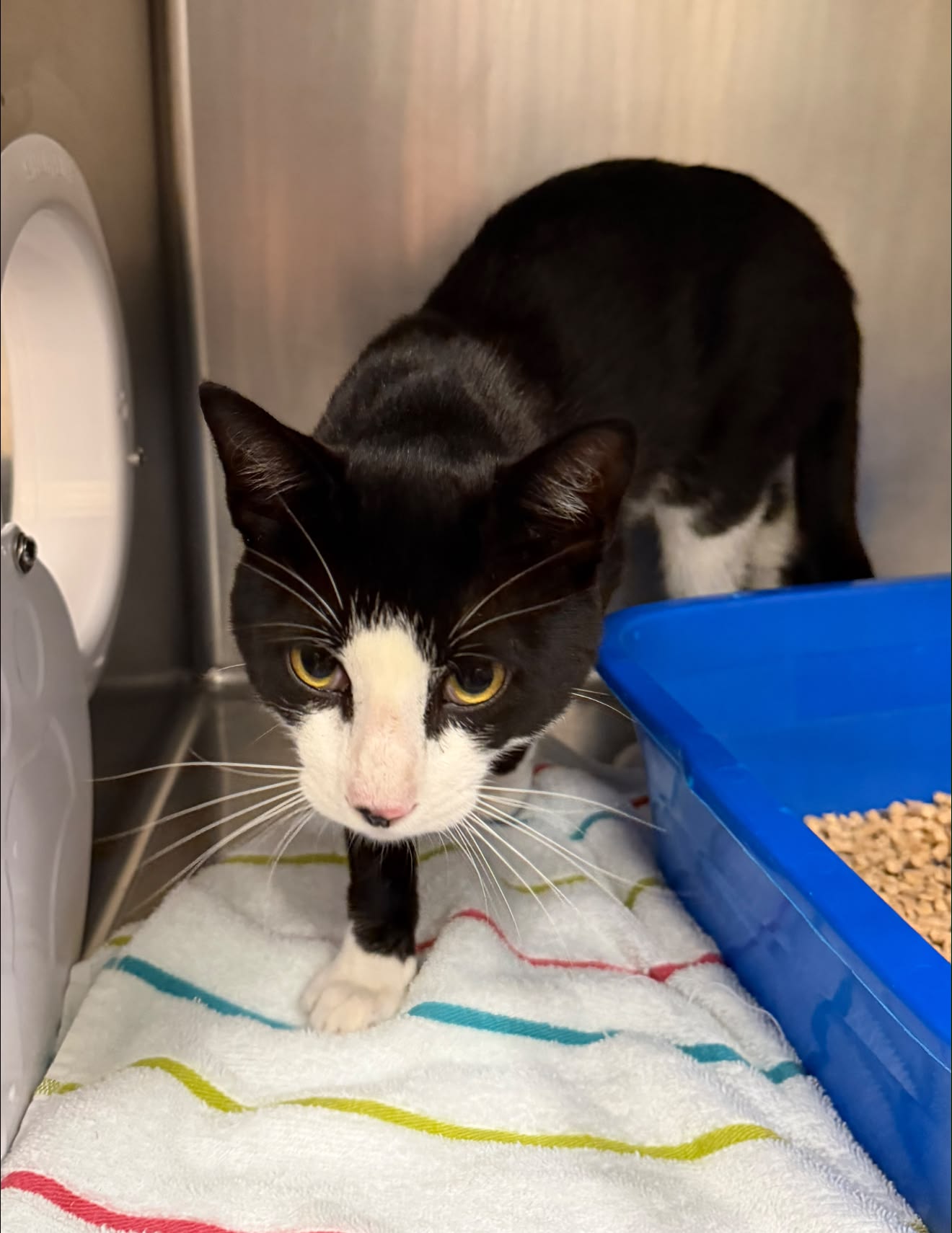 🔴 Stray cat alert! Friendly, intact male cat with no microchip