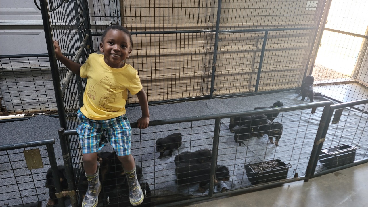 Butler Kennels Rottweilers | Gatesville TX