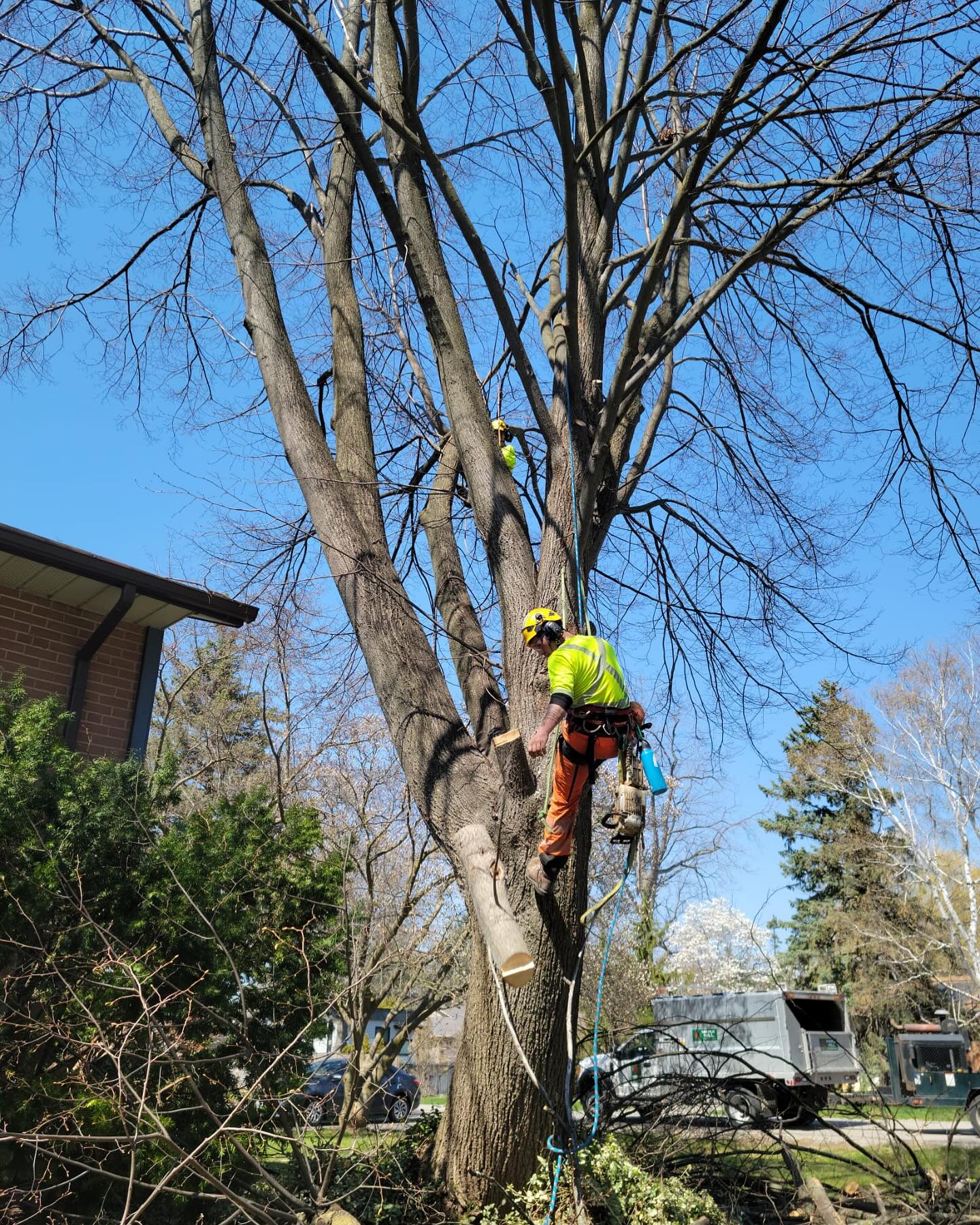 Maple Hill Tree Services | Burlington ON