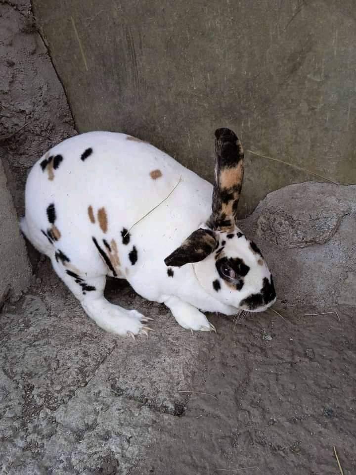 Rabbit.World - Les virus mortel, VHD et VHD2, menacent en ce moment ...
