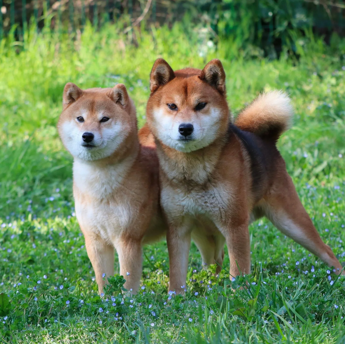 No minami Kiba - Elevage familial de shiba-inu - - Première portée de ...