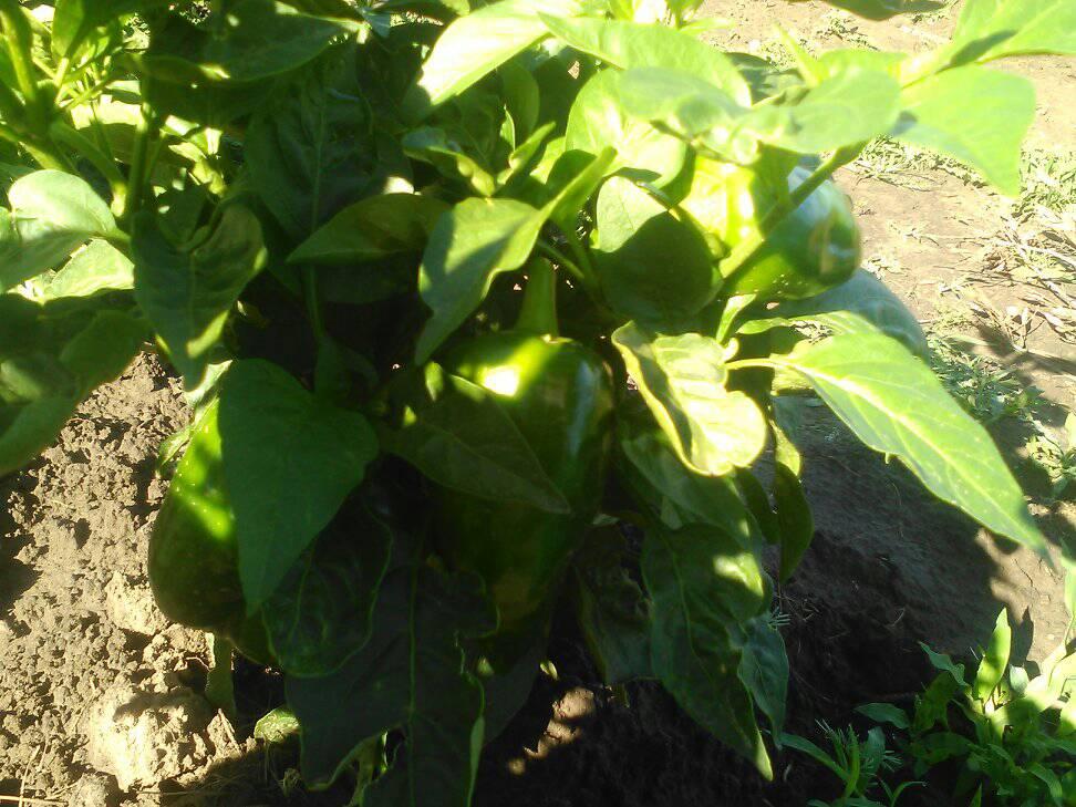 Jocy green garden
