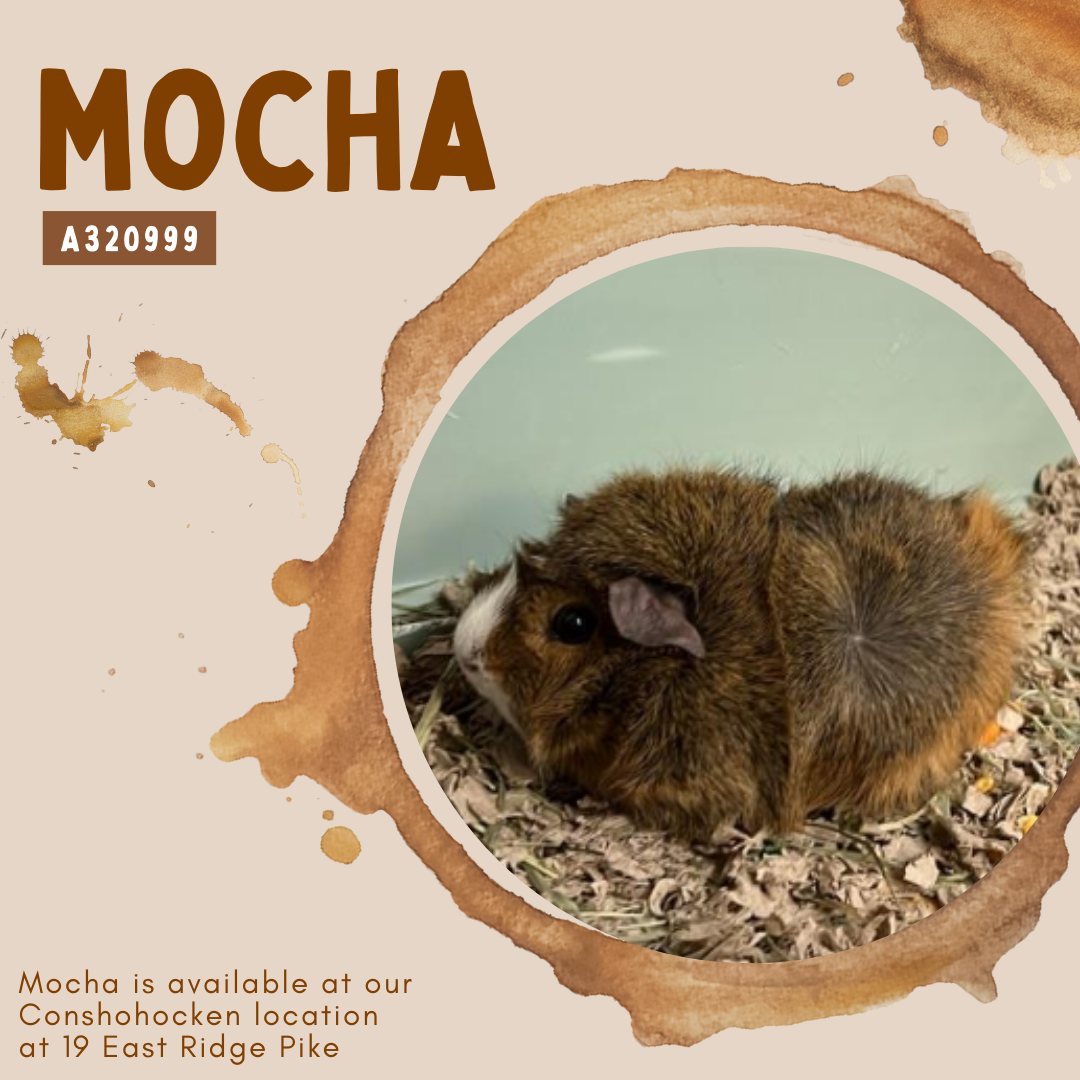 Montgomery - Meet Mocha (A320999) Mocha is a sweet, young female guinea ...