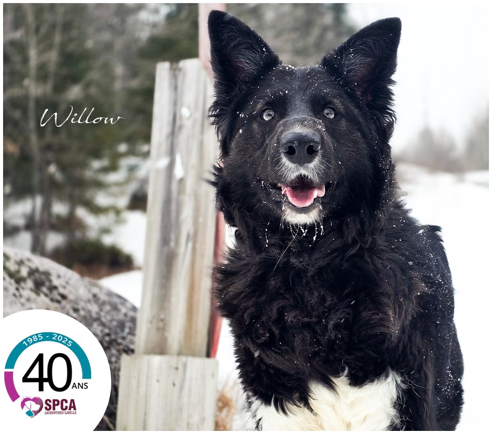 Berger Allemand Croise Border Collie
