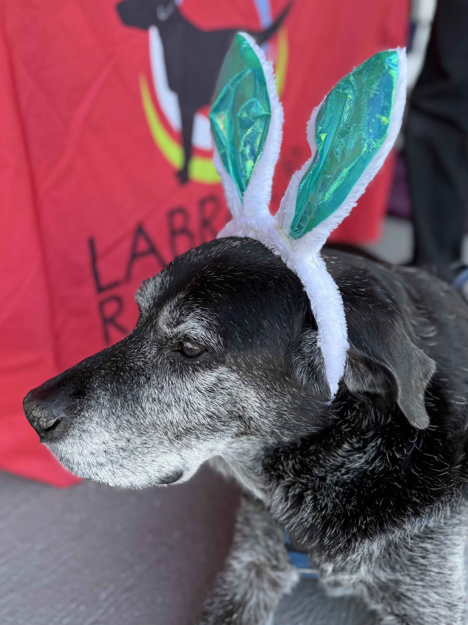 Labrador Retriever Rescue of Florida-District 8 Pasco,Pinellas,Hernando ...