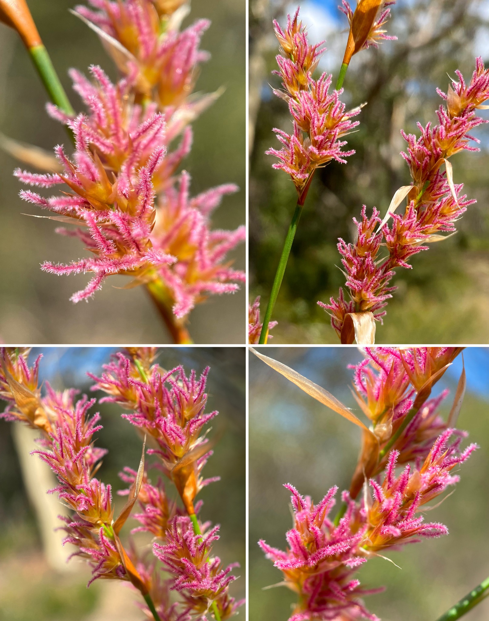Wild - DON’T RUSH PAST THIS RUSH! Flowering now across its range in the ...