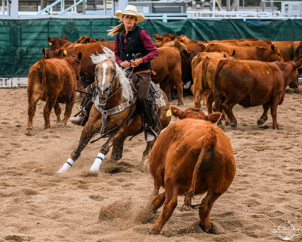 Lonely T Ranch - Spinner the mustang in for training got... | Facebook