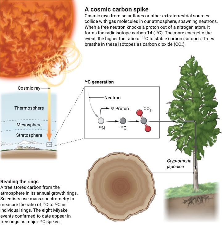 News - Radiocarbon timestamps left in ancient tree rings by cosmic ray ...