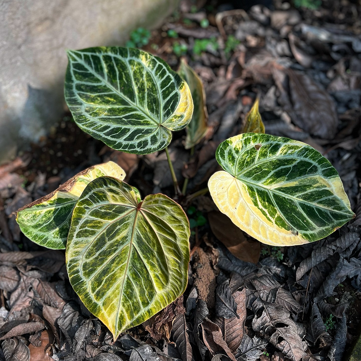 Iqbal - anthurium magna variegated 