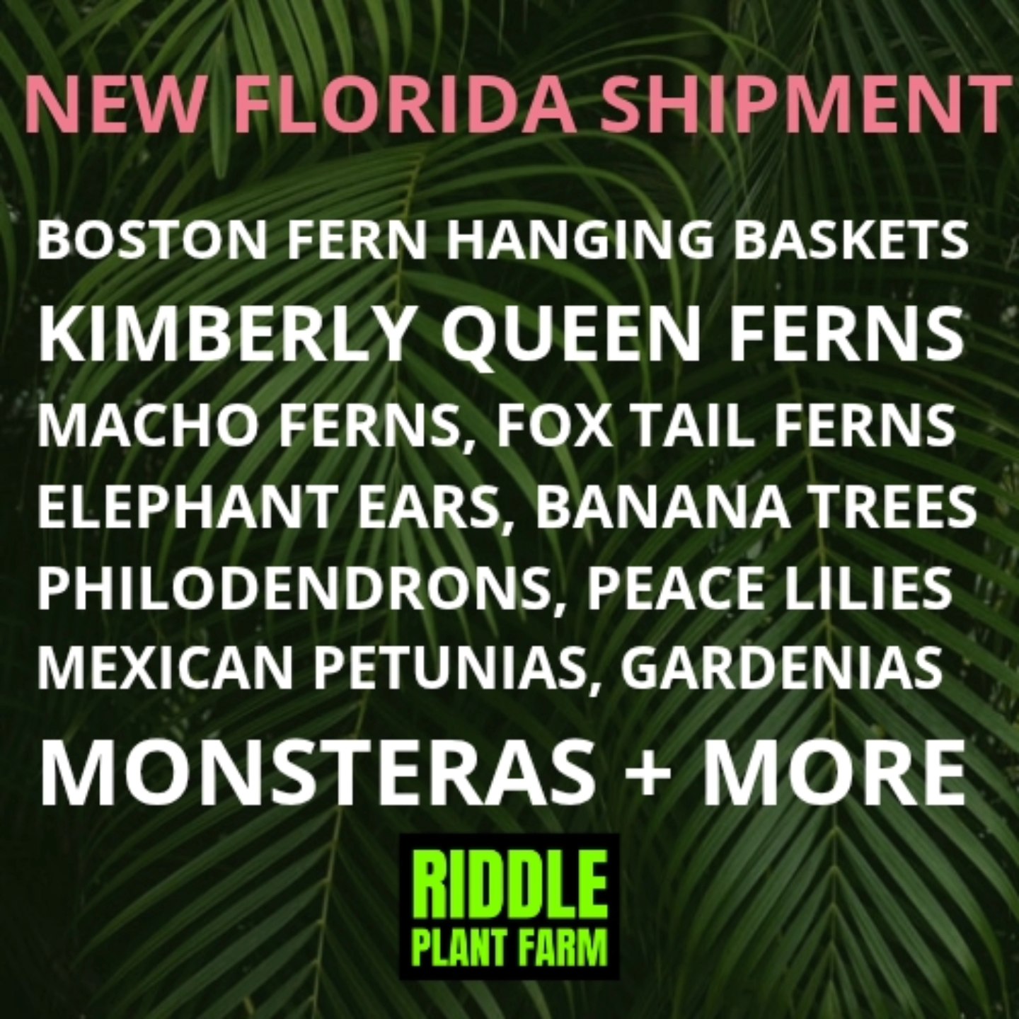 Riddle - We just received a new Florida Shipment! Boston Fern Hanging ...