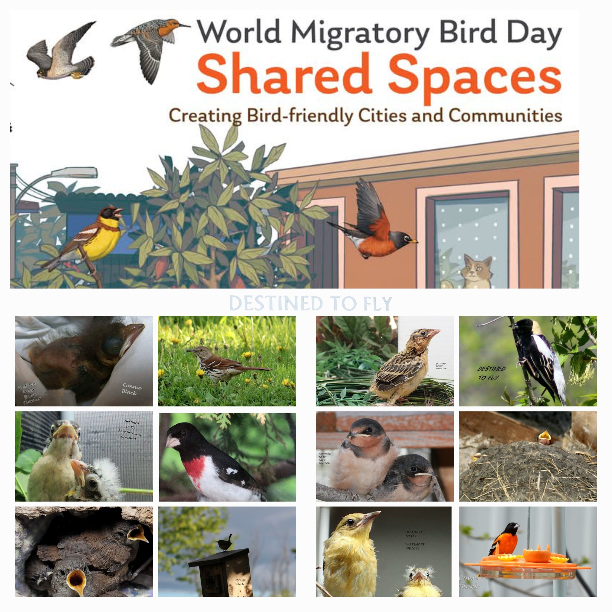 Destined - Today is World Migratory Bird Day The Theme for 2025 is ...