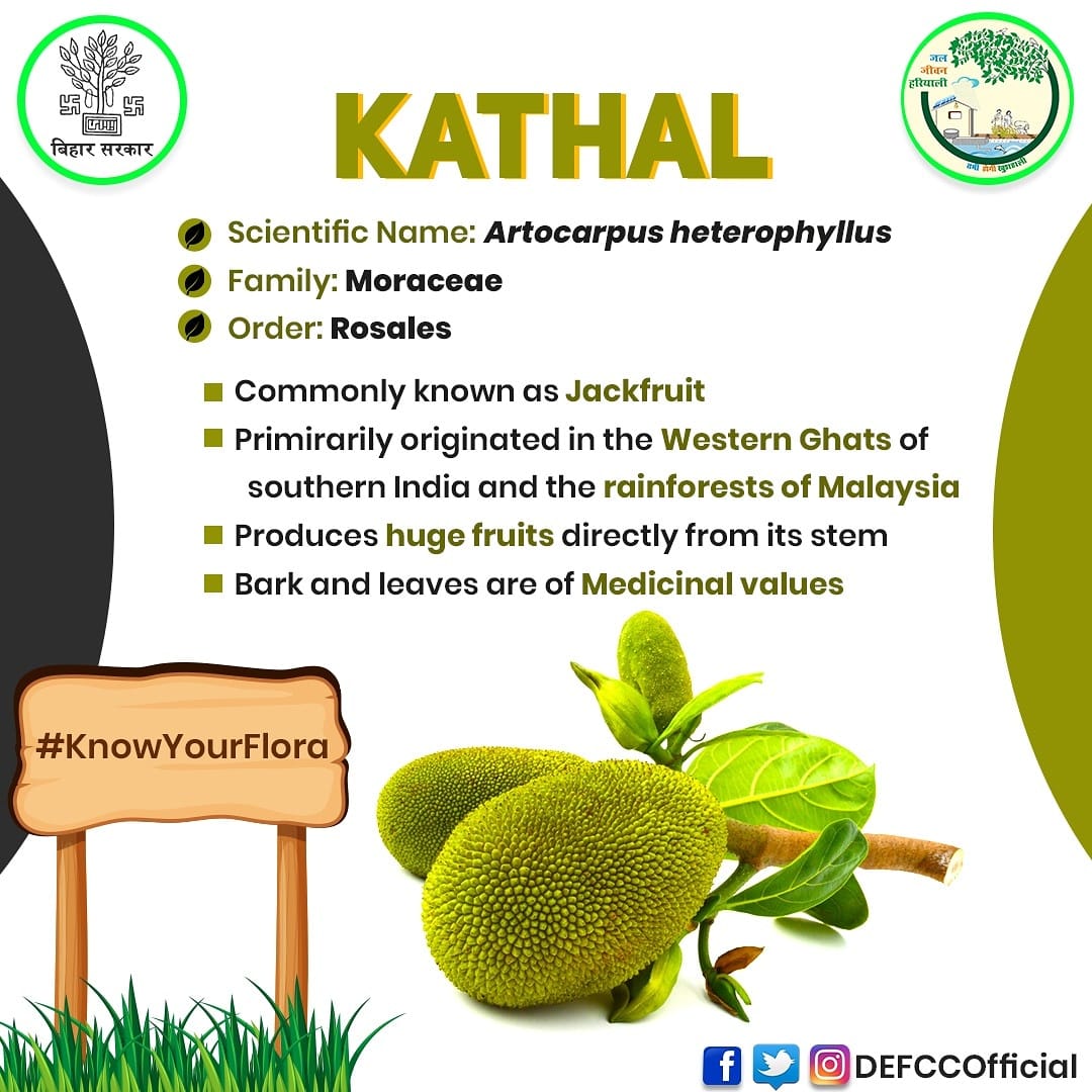 One of the commonly known plants, Kathal (कटहल ) is generally found in ...