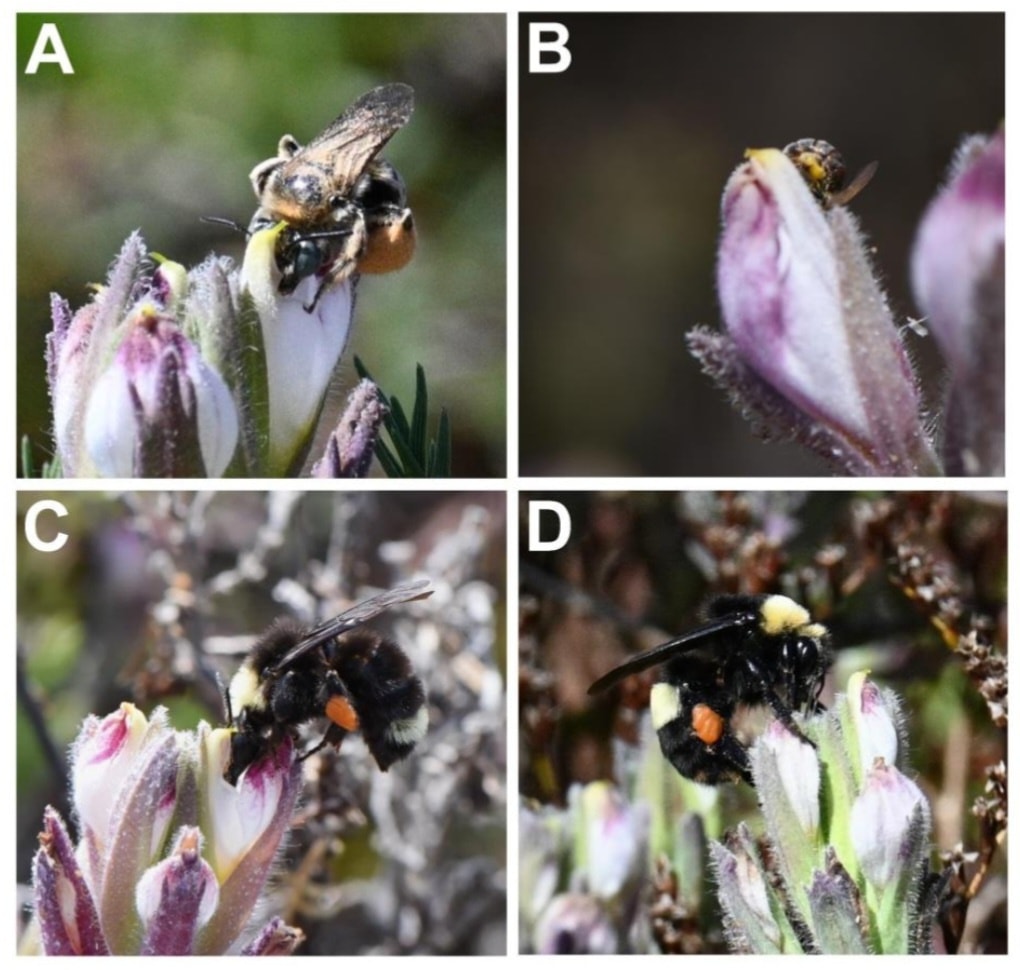 Hymenoptera - Rare plant’s need for native pollinators threatened by ...