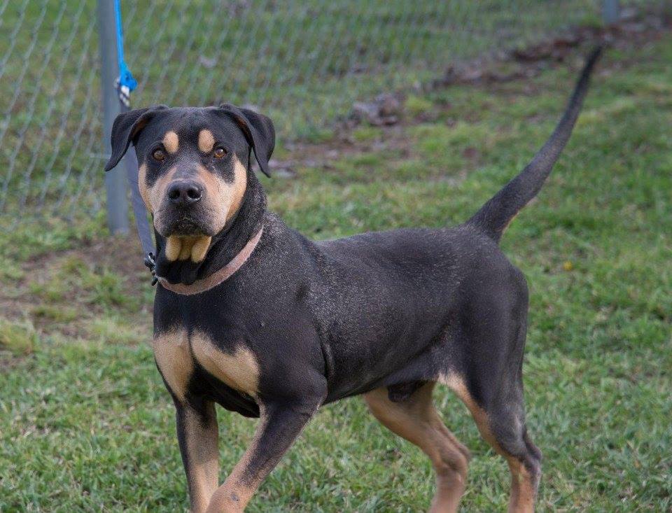 Gemini Rottweiler and Pitbull Rescue | Madison MN