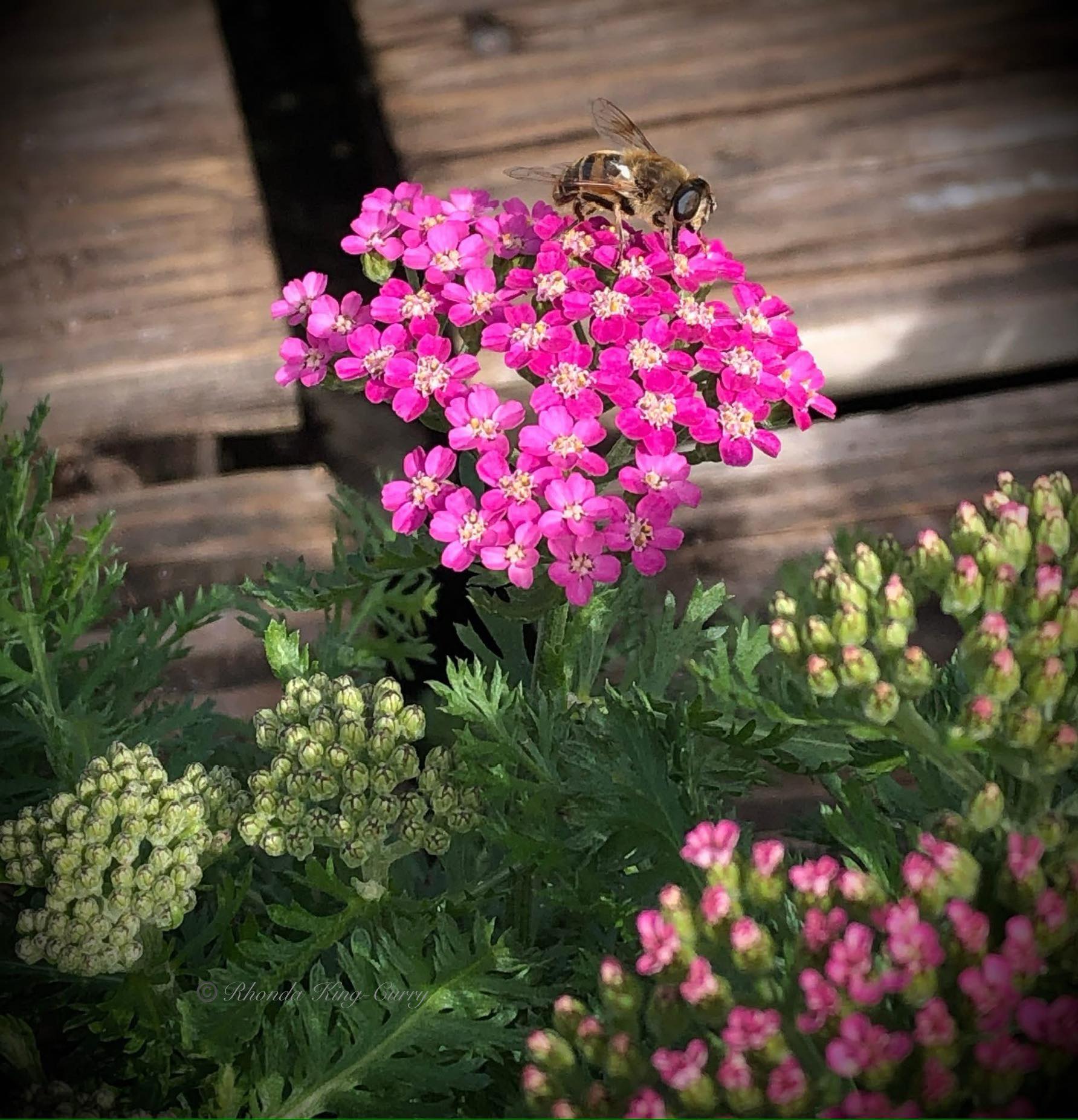 UC - Plant Spotlight: Yarrow Achillea millefolium, commonly called ...