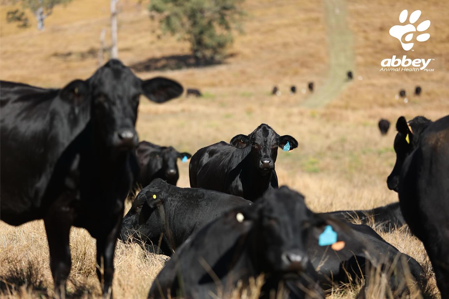 Midwest Rural Traders Pty Ltd | Wallumbilla QLD