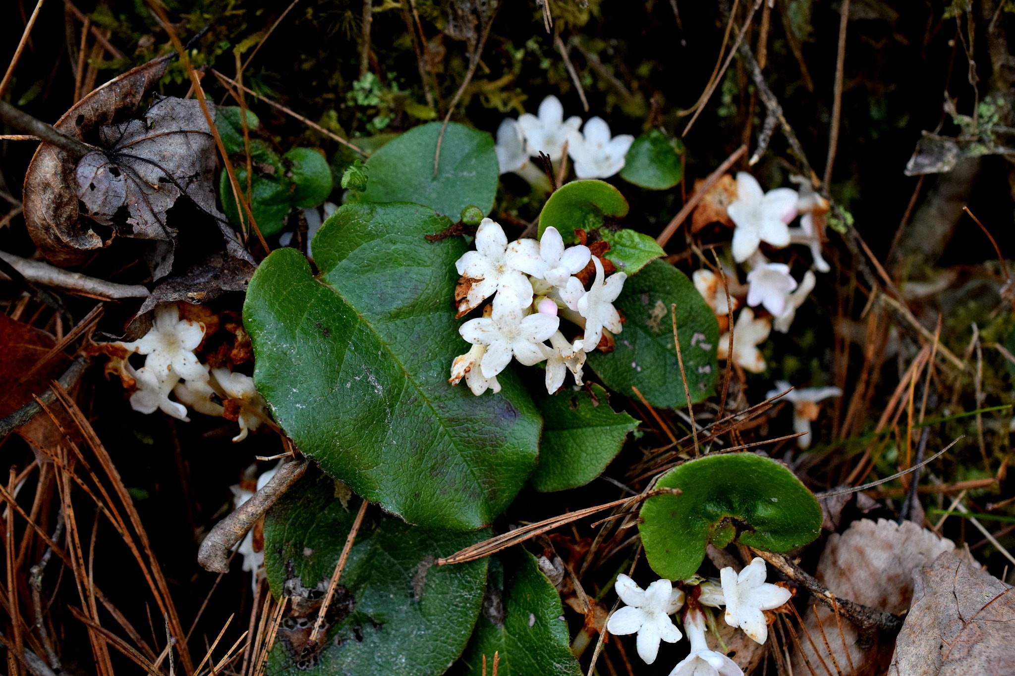 Georgia - Trailing arbutus (Epigaea repens) is a tiny, evergreen shrub ...
