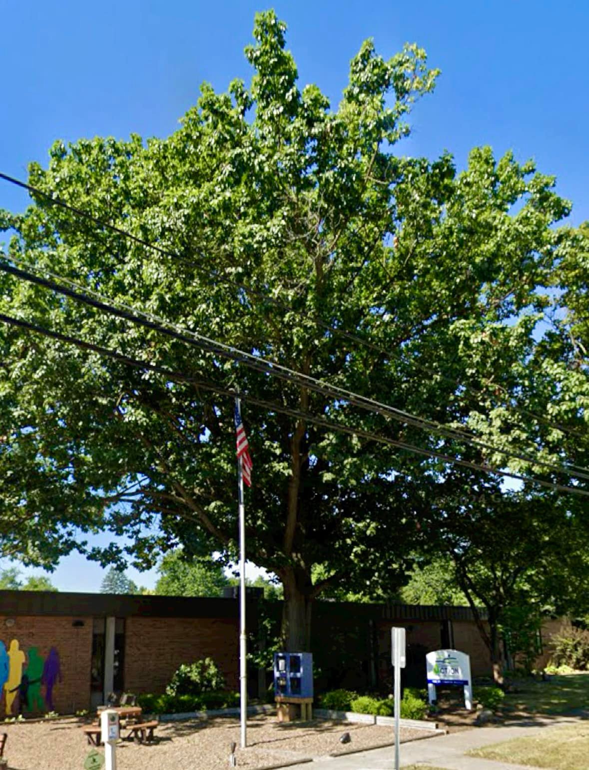 Rogue Tree Solutions | Smithville OH