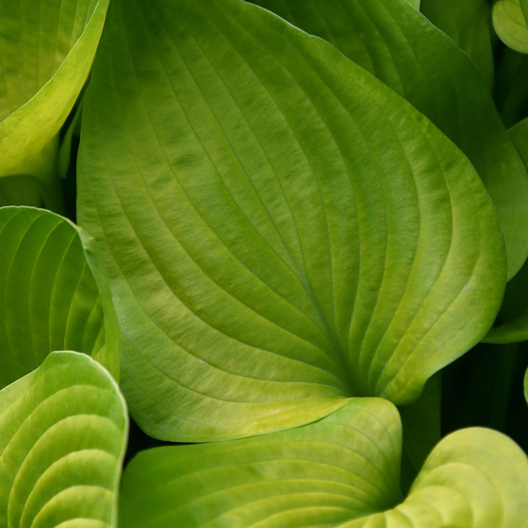 🍃 CALLING ALL HOSTA FANS 🍃 In... - Missouri Botanical Garden | Facebook