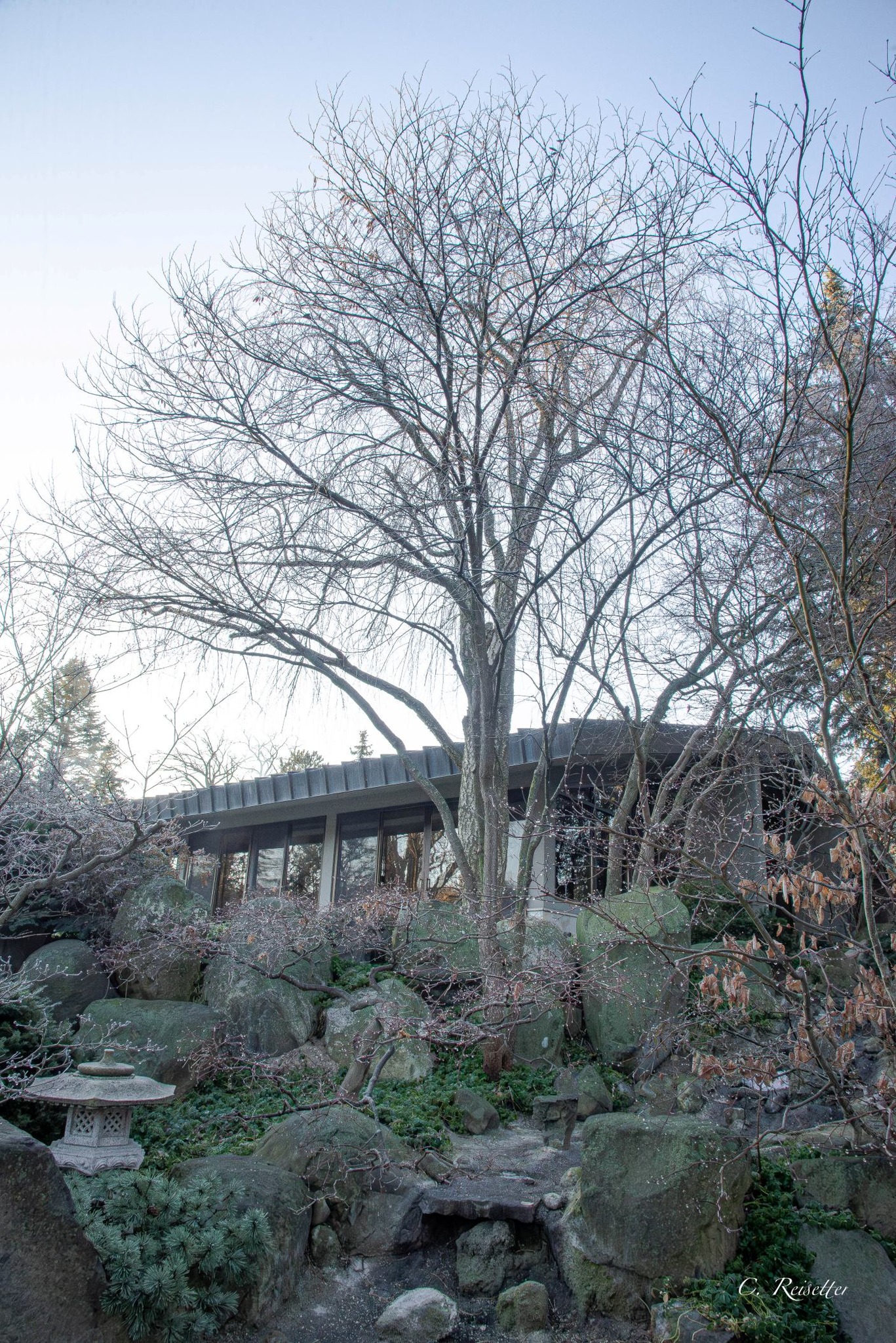 The March Tree of the Month is a... - Natural Land Institute | Facebook