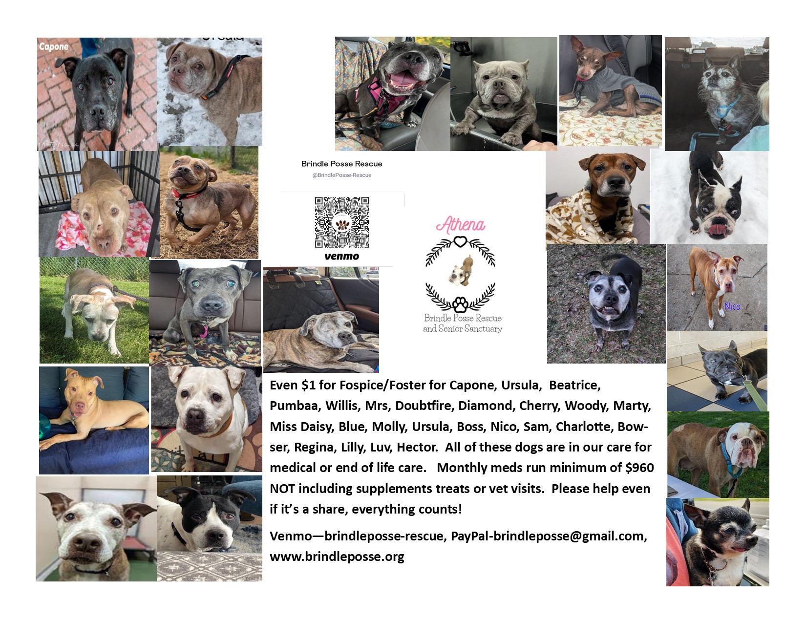 Brindle Posse Rescue, Inc.